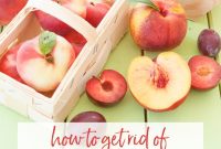DIY Fruit Fly Trap: Homemade Trap That Actually Works