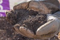 Topsoil vs Garden Soil: Key Differences Every Gardener Should Know