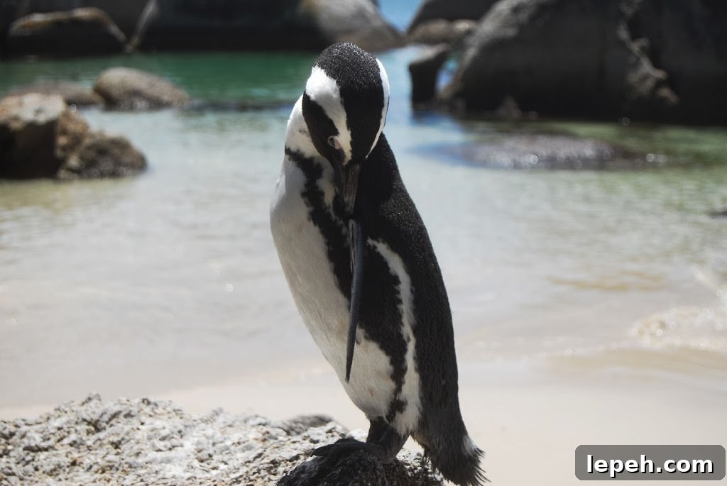 A Duck's Oven: Boulders Beach. Our trip to Boulders Beach, home to a colony of African penguins, outside Cape Town, South Africa.