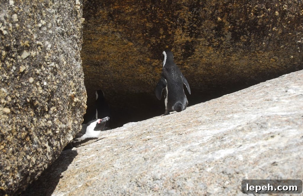 A Duck's Oven: Boulders Beach. Our trip to Boulders Beach, home to a colony of African penguins, outside Cape Town, South Africa.