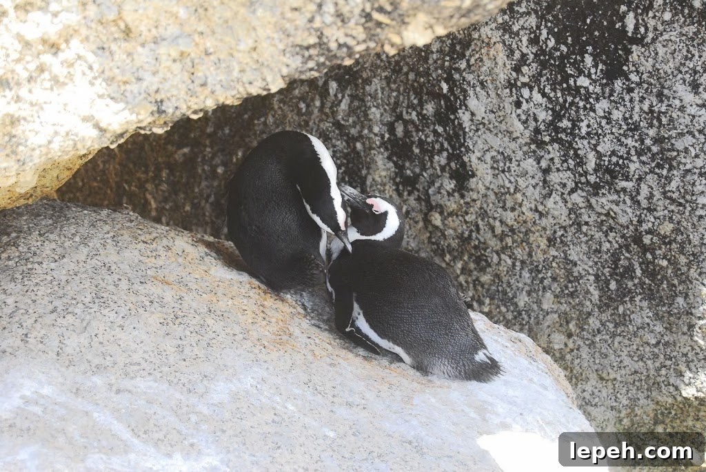 A Duck's Oven: Boulders Beach. Our trip to Boulders Beach, home to a colony of African penguins, outside Cape Town, South Africa.
