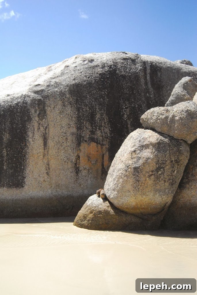 A Duck's Oven: Boulders Beach. Our trip to Boulders Beach, home to a colony of African penguins, outside Cape Town, South Africa.