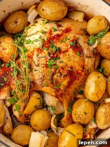 Whole chicken surrounded by baby potatoes and onion in a Dutch oven.