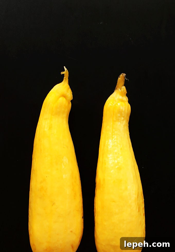 Beautiful yellow zucchini. AKA summer squash.
