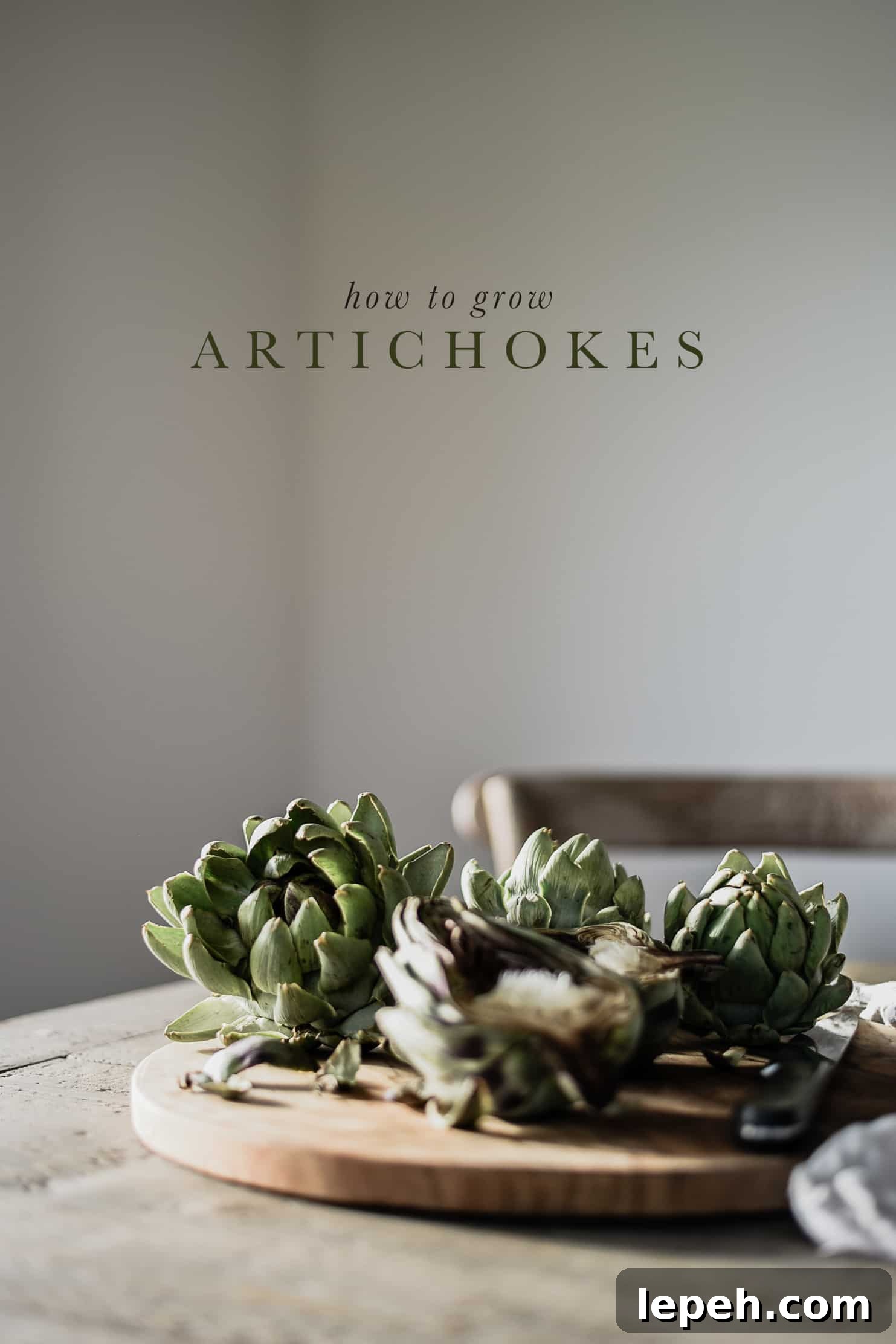 Artichokes are a hearty vegetable that can be grown in any climate, and enjoyed throughout fall! Follow this guide to learn how to grow artichokes in your garden!