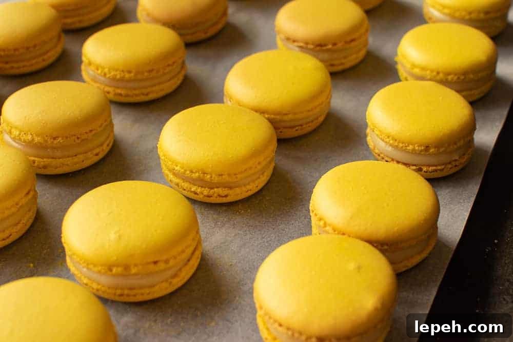 Lemon macarons finished and lined up in rows
