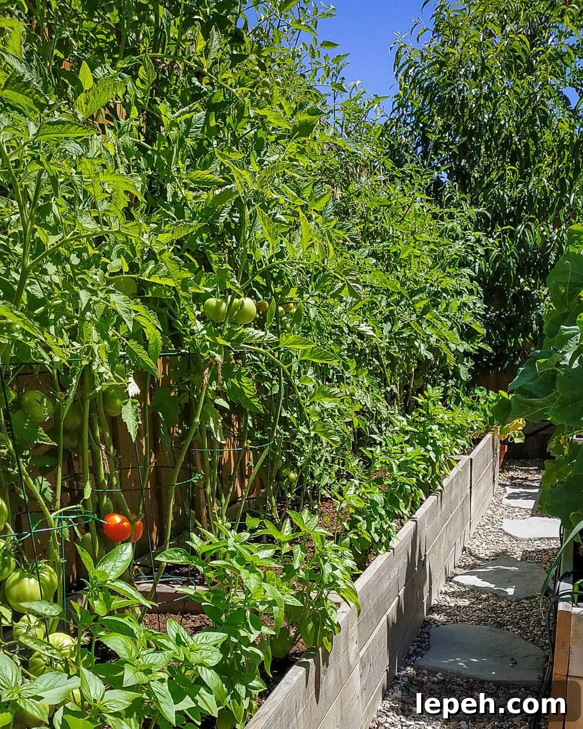 Raised bed garden with basil and tomatoes.
