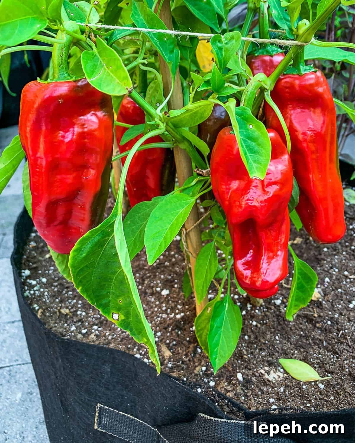 Red Aleppo peppers growing on the vine.