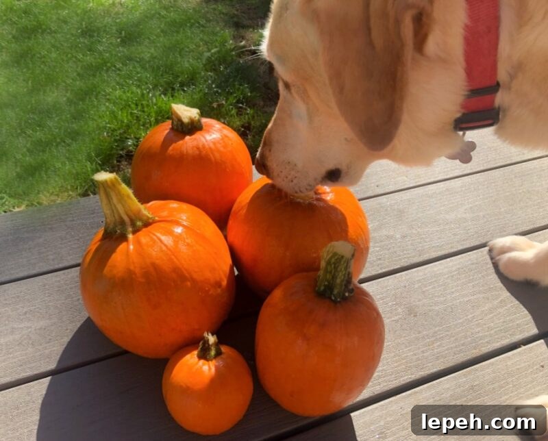 5 pumpkin from a garden and a dog