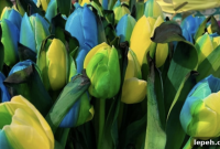 Yellow and Blue Tulip Named Tulip Ukraine Honors the Country
