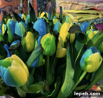 Tulipa Ukraine by Hoven & de Mooij