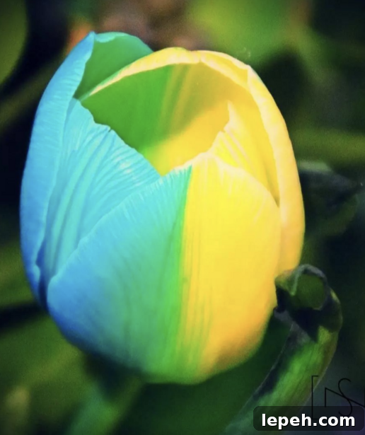 Dyed tulips honoring Ukraine